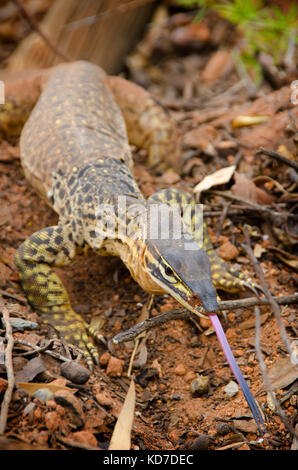 Bungarra o sabbia goanna (varanus gouldii ) Foto Stock