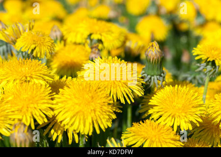 Il tarassaco giallo in primavera Foto Stock