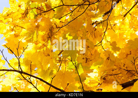 Ingiallito alberi di acero in autunno Foto Stock