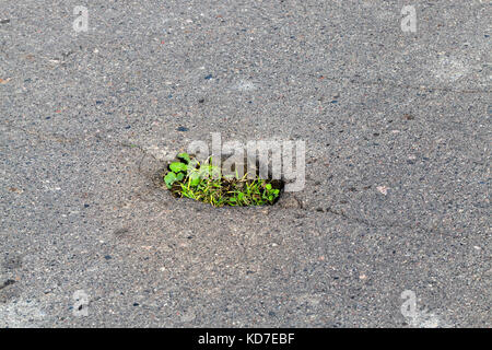 Erba in asfalto, close-up Foto Stock