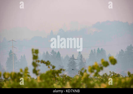 Santa Rosa, California, Stati Uniti d'America. 9 Ott, 2017. Il fumo e cenere dal tubbs fire ridotta visibilità, ma uccelli ancora volato in cielo. santa rosa, ca. Credito: kate karwan burgess/zuma filo/zumapress.com/alamy live news Foto Stock