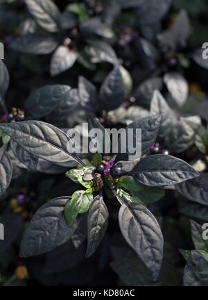 Un flash viola ornamentali piante di pepe. Foto Stock