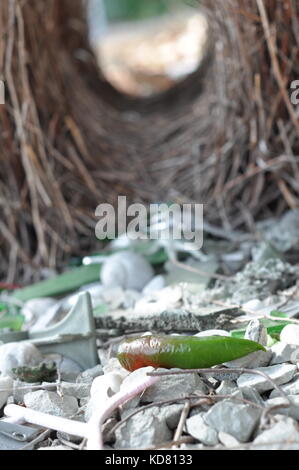 Bower bird 'bower', Townsville, Queensland, Australia Foto Stock