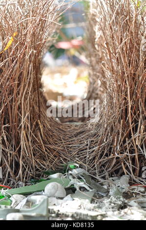 Bower bird 'bower', Townsville, Queensland, Australia Foto Stock