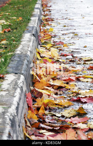 Autunno umore.Bright Foglie di acero giacciono su strada sul marciapiede . La foglia caduta. Foto Stock