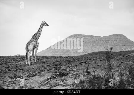 Giraffa angolani (Giraffa giraffa angolensis), noto anche come giraffe Namibiano, in piedi nel paesaggio arido, Namib Desert, Namibia, Sud Africa occidentale Foto Stock