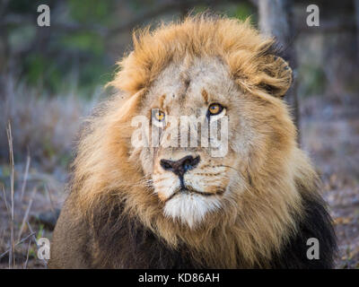 Ritratto di bel maschio di Lione con grandi mane cercando dreamily in distanza, il Parco Nazionale Kruger, Sud Africa e Africa Foto Stock