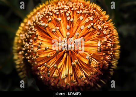 Primo piano di Woolly Orange Banksia (Banksia Victoriae) fiore, Australia occidentale, Australia Foto Stock