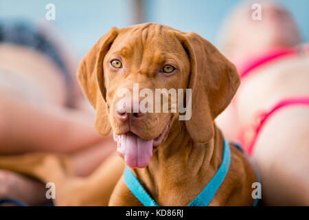 Ritratto di un maschio Viszla cane sulla spiaggia con un paio di Foto Stock