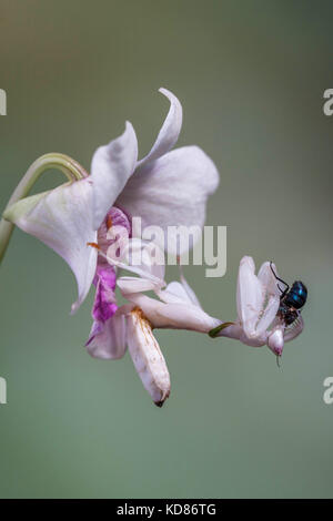 Orchidea mantis con preda, Indonesia Foto Stock