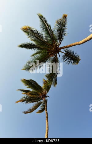 Vista ad angolo basso di due palme contro un cielo blu, Zanzibar, Tanzania Foto Stock