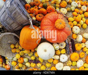 Zucche e mais sulla pannocchia, Stati Uniti Foto Stock