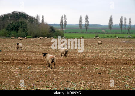 Pecore al pascolo su raccolte di raccolto di cavolo Foto Stock