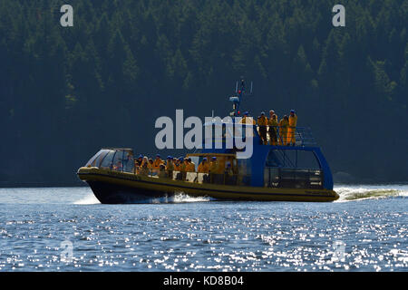 Una barca per fare whale watching piena di turisti ansiosi accelerando fino al punto in cui un pod di le orche selvagge sono state viste vicino alla riva su Vancouver Island British col Foto Stock