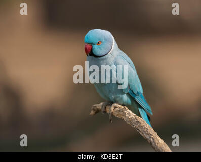 Un bellissimo Indian anello blu-pappagallo a collo alto seduti su un pesce persico. Foto Stock