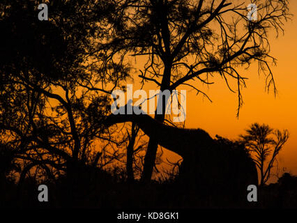 La giraffa silhouette al tramonto in Africa Foto Stock