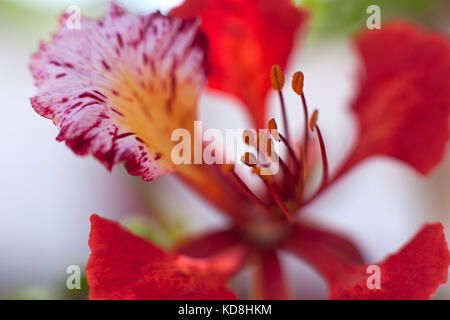 Flammenbaum Delonix regia fiore in primo piano della Namibia Foto Stock