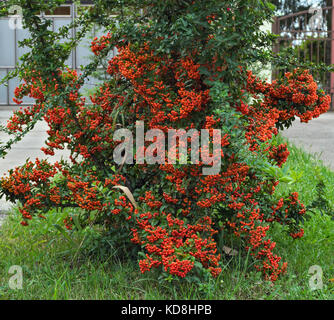 Boccola decorativo pieno con bacche di colore arancione Foto Stock