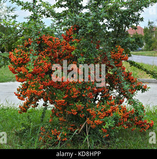 Boccola decorativo pieno con bacche di colore arancione Foto Stock