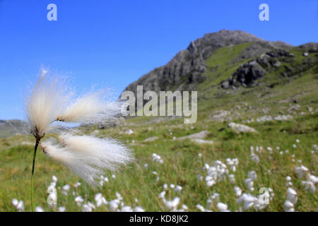 Common Cottongrass Eriophorum angustifolium crescono sulle pendici del Tryfan, Parco Nazionale di Snowdonia Foto Stock