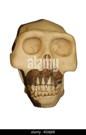 Java uomo Homo erectus cranio Foto Stock