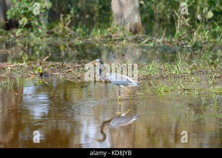 Il tricolore heron, è un piccolo airone. visto qui stalking pescare nei fondali bassi in Florida, Stati Uniti d'America Foto Stock