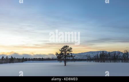 Pino Solitario a una coperta di neve gli agricoltori campo in inverno Foto Stock