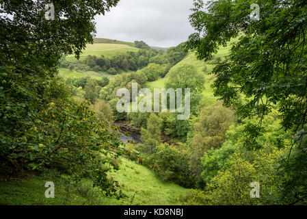 Il fiume swale in una lussureggiante valle verde nei pressi di keld, swaledale superiore, North Yorkshire, Inghilterra. Foto Stock