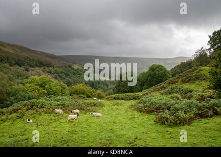 Pecore al pascolo su una verde collina nei pressi di keld, swaledale superiore, North Yorkshire, Inghilterra. Foto Stock