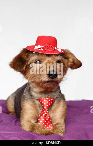 Un cane di piccola taglia in una posizione sdraiata vestito con cravatta rossa e Red Hat Foto Stock
