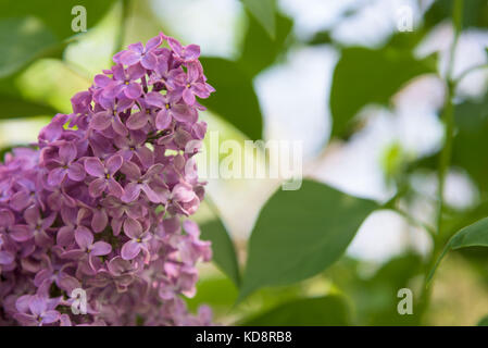 Fioriture di lilla bel mazzo di lillà closeup Foto Stock