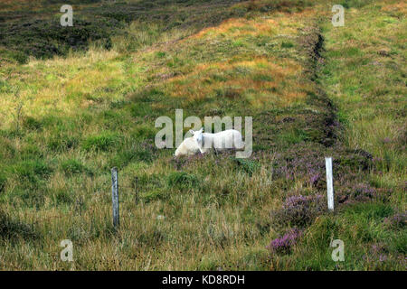 Irlandese triip su strada Foto Stock