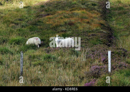 Irlandese triip su strada Foto Stock