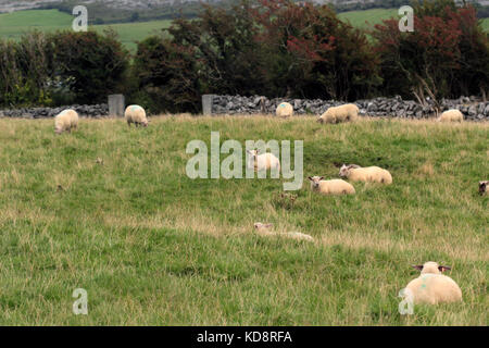 Irlandese triip su strada Foto Stock