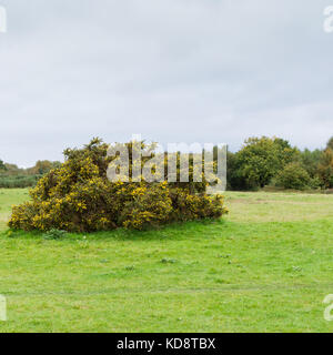 Gorse bush (Ulex Europaeus) Foto Stock