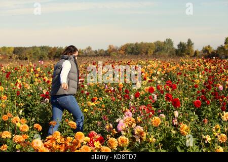 I giovani adulti corre attraverso un campo di fiori in una fattoria in Canada Foto Stock
