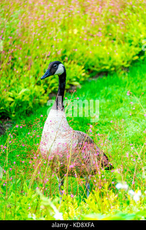 L'oca canadese (Branta canadensis) è una grande specie di oca selvatica che si trova nel Parc Floral de Paris nel Bois de Vincennes. Foto Stock