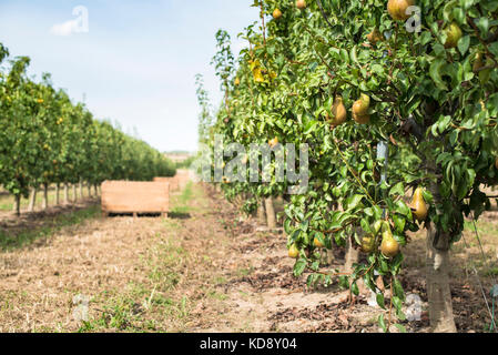 Pere nel frutteto. pere alberi e una grande cassa di legno Foto Stock