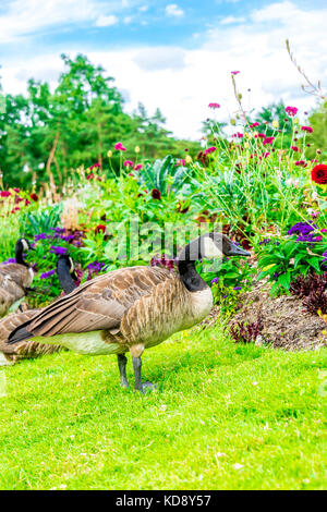 L'oca canadese (Branta canadensis) è una grande specie di oca selvatica che si trova nel Parc Floral de Paris nel Bois de Vincennes. Foto Stock