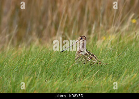 Beccaccino / bekassine ( Gallinago gallinago ) seduto in erba di un prato umido nel suo habitat tipico, bella vista laterale, la fauna selvatica, l'Europa. Foto Stock