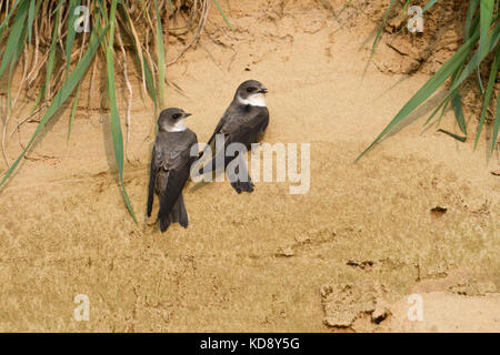 Sand Martin / Bank Swallows / Uferschwalben ( Riparia riparia), coppia, appena arrivati in territorio di allevamento, arroccato su un pendio di sabbia, canto, fauna selvatica, Foto Stock