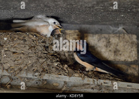 Fienile Swallow / Rauchschwalbe ( Hirundo rustica ), adulto arroccato accanto ai suoi pulcini nel nido, due di loro con piumaggio bianco, leucaristico, leucarismo, Europa Foto Stock