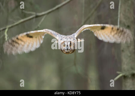 Indian Eagle-Owl / Rock / Eagle-Owl Bengalenuhu ( Bubo bengalensis ) in volo, dynamic scatto frontale, molto dettagliata, occhi luminosi. Foto Stock