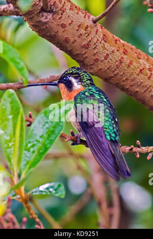 Fiery-throated Hummingbird seduto su un ramo - Alajuela, Costa Rica Foto Stock