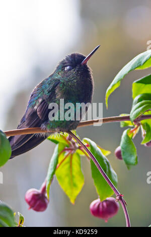 Fiery-throated Hummingbird seduto su un ramo - Puntarenas, Costa Rica Foto Stock