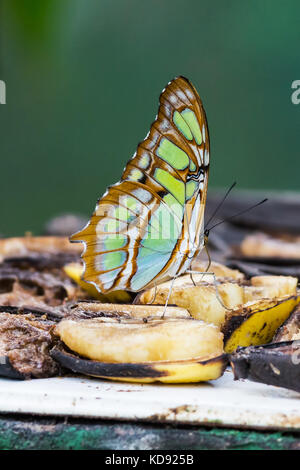 Malachite butterfly, Siproeta stelenes - Costa Rica Foto Stock