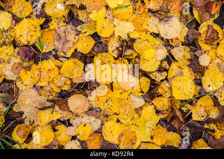 Coloratissima immagine di sfondo di caduto foglie di autunno Foto Stock