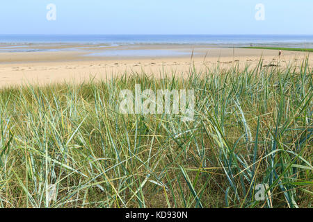 Francia, Calvados (14), Bernières-sur-Mer, les Dunes du Platon, Leymus arenarius ou Elymus arenarius appelé communément Seigle de mer ou encore Blé d'un Foto Stock