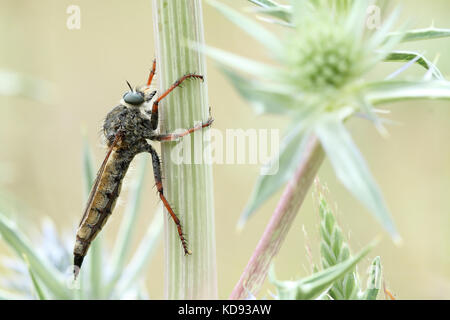 Marrone comune rapinatore fly zosteria (sp) appollaiato su un thistle Foto Stock