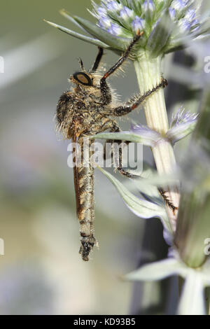 Assassin fly (laphria marginata) Foto Stock